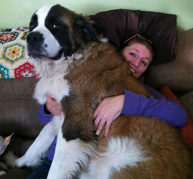 cães enormes