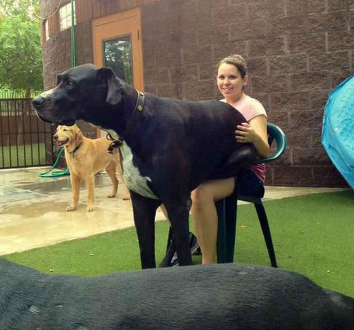 cães enormes