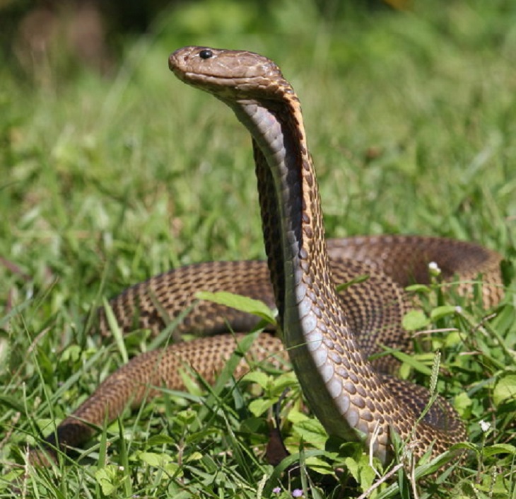 serpente venenosa