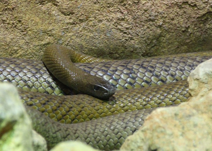 serpente venenosa