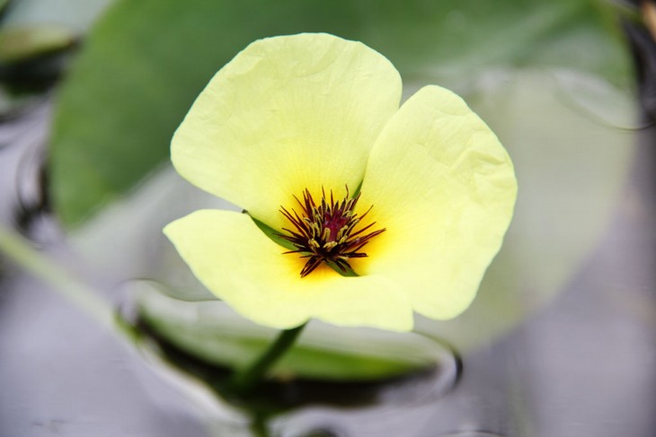 flor de lótus