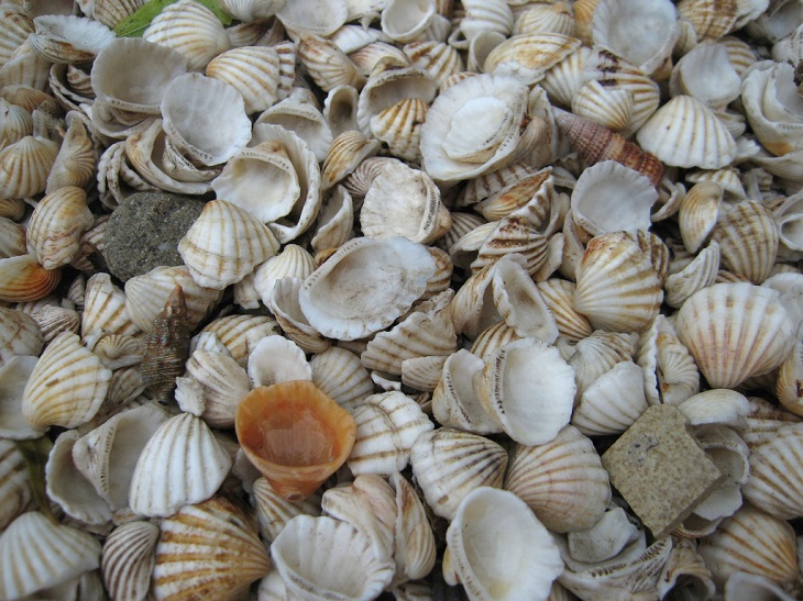 conchas do mar