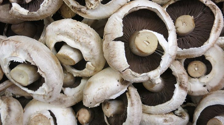 Cogumelos comestíveis