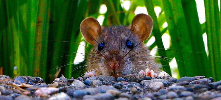 repelente natural de ratos