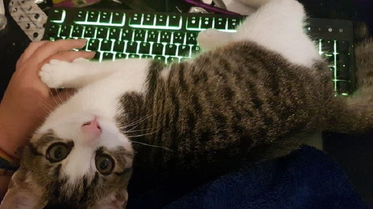 Gatinhos Muito Fofos-gatinho no teclado