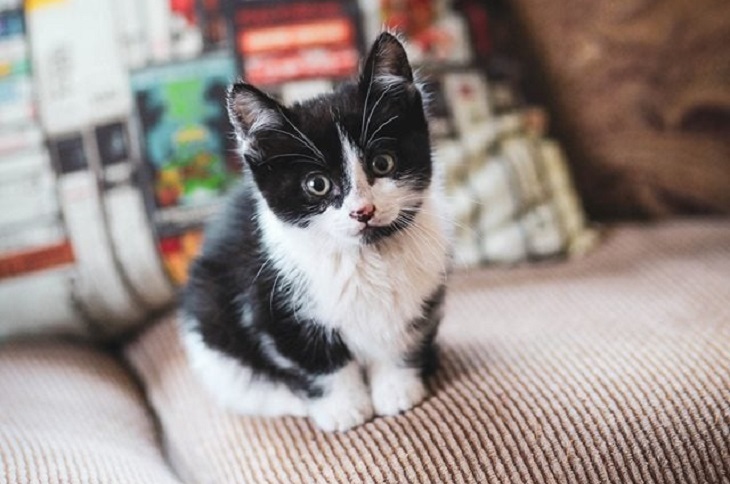 Gatinhos Muito Fofos-gatinho preto e branco