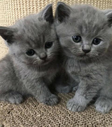 Gatinhos Muito Fofos-gatinhos cinza