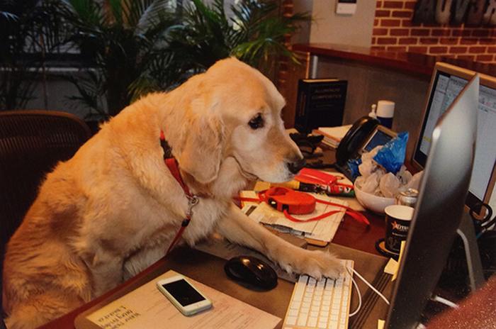 Cachorros com Trabalho de Gente cão no PC