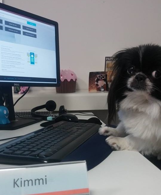 Cachorros com Trabalho de Gente cão ao PC