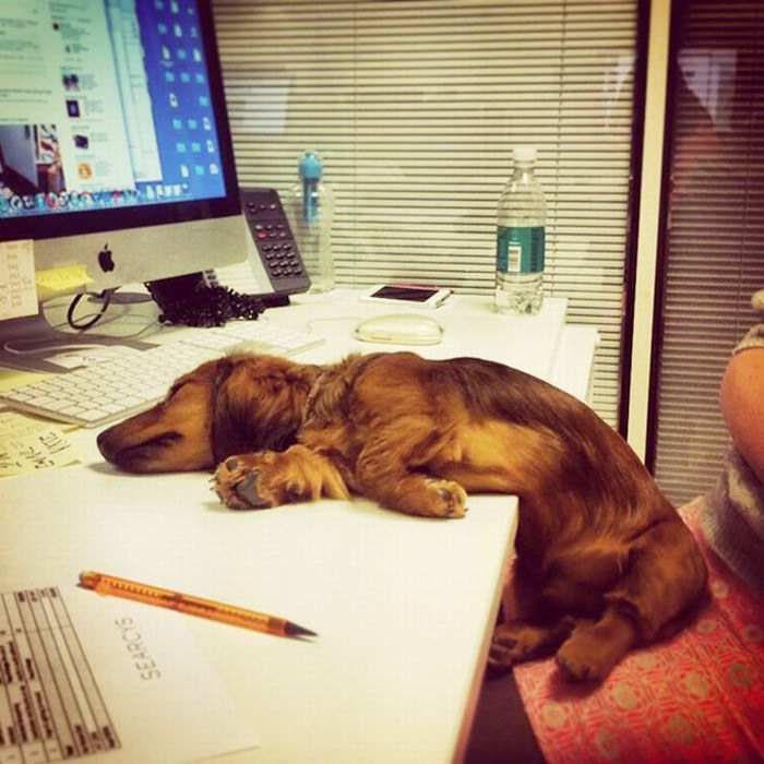 Cachorros com Trabalho de Gente cão adormecido