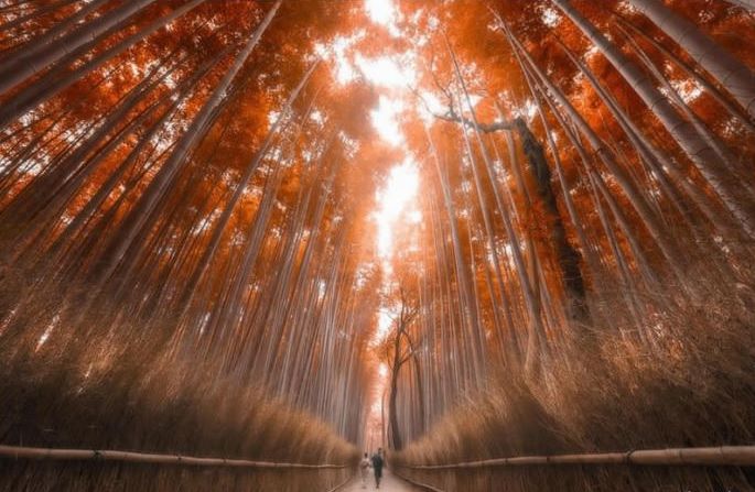 15 Razões para Detestar o Japão-bosque