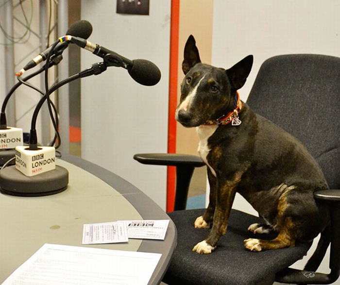 Cachorros com Trabalho de Gente cão ao microfone