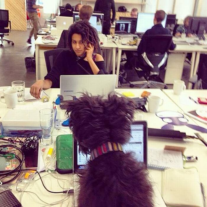 Cachorros com Trabalho de Gente cão no escritório