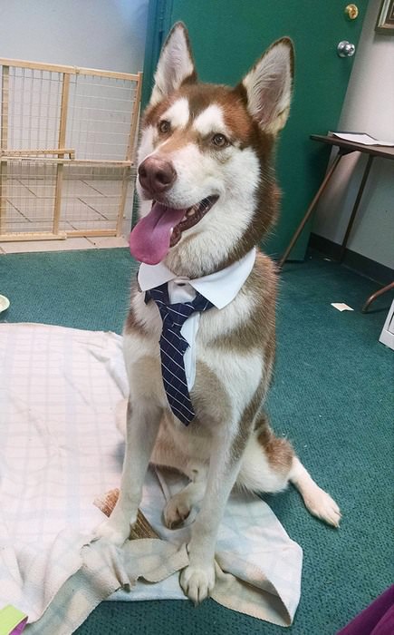 Cachorros com Trabalho de Gente cão de gravata
