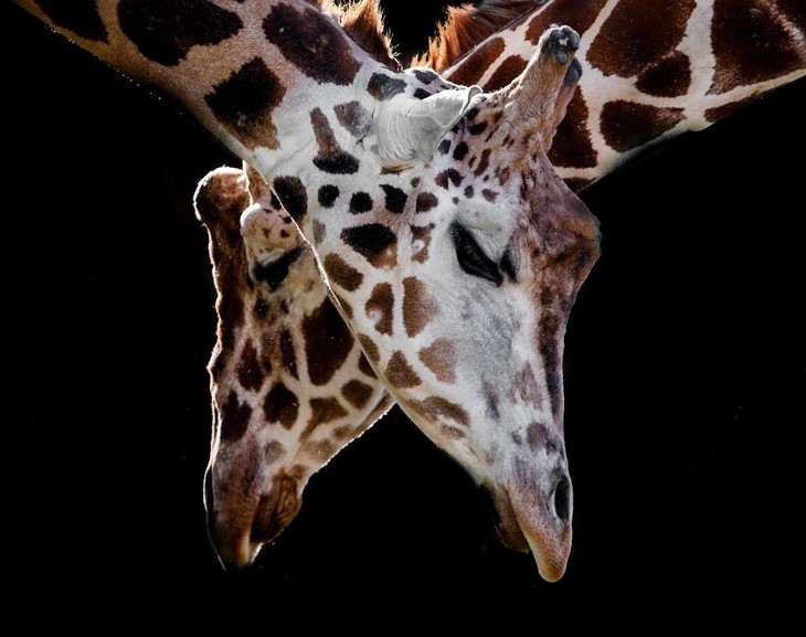 A impactante beleza dos animais selvagens - girafas