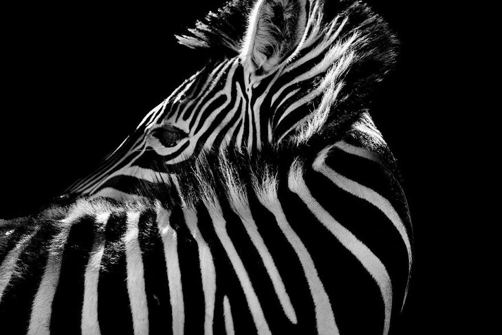 A impactante beleza dos animais selvagens - zebra