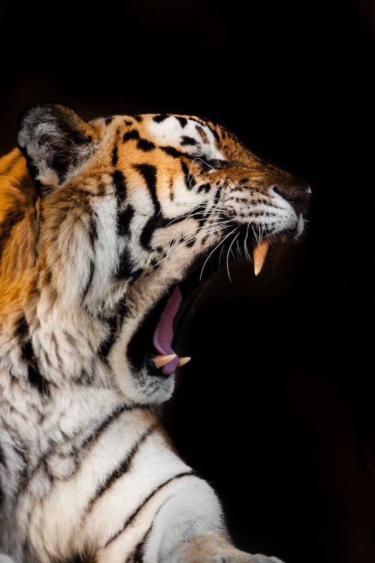 A impactante beleza dos animais selvagens - tigre