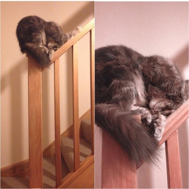 Animais adormecidos - gatos
