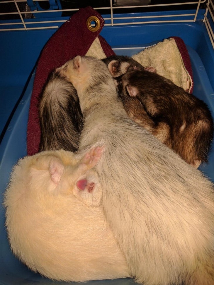 Animais adormecidos - furão