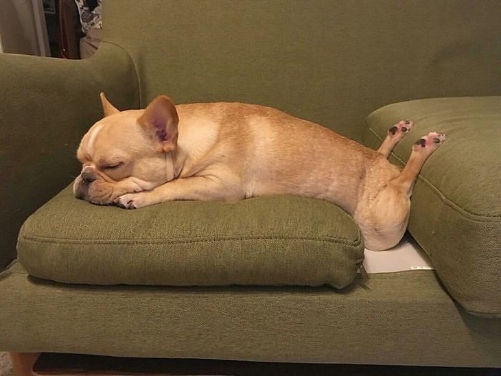 Animais adormecidos - cão