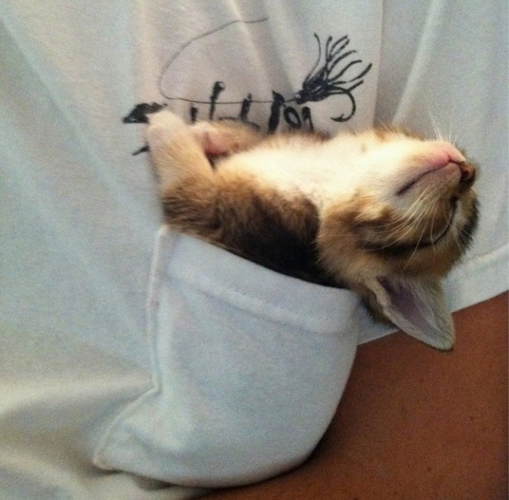 Animais adormecidos - gato