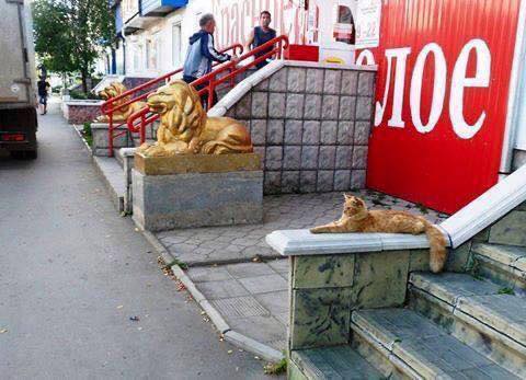 Fotos tiradas na hora certa leões e gato