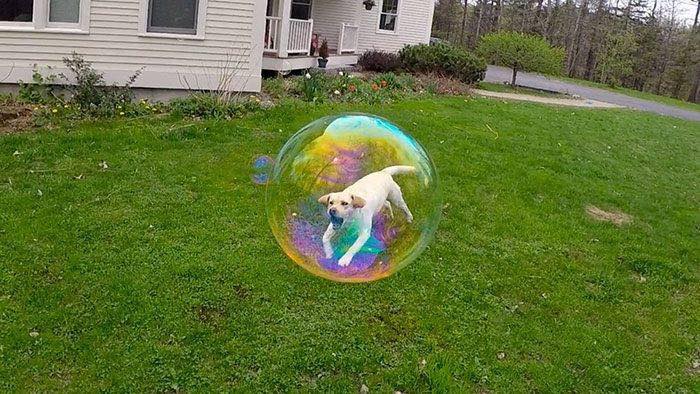 Fotos tiradas na hora certa cão na bola de sabão