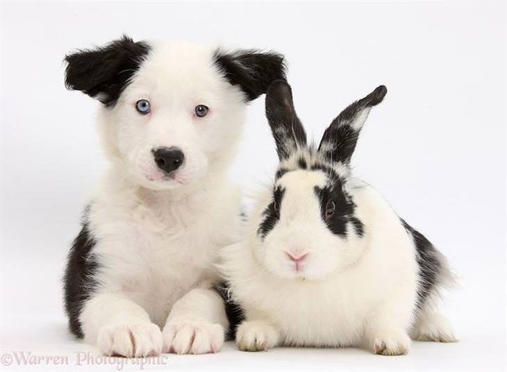 Roubo de identidade cão e coelho