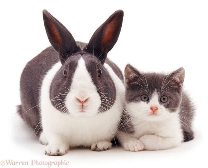 Roubo de identidade gato e coelho