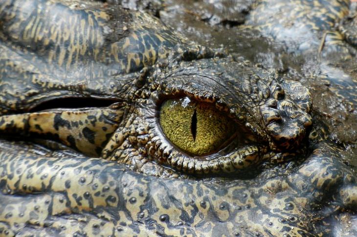 Fatos e mitos sobre animais lágrimas de crocodilo