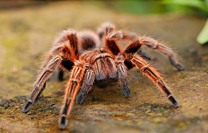 Fatos e mitos sobre animais aranhas mordem