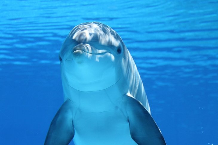 Fatos e mitos sobre animais golfinhos sorriem