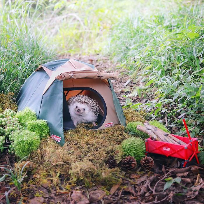 Porco-espinho faz camping