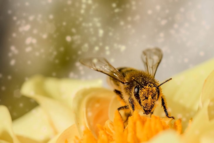 7 Sentidos que animais têm abelhas