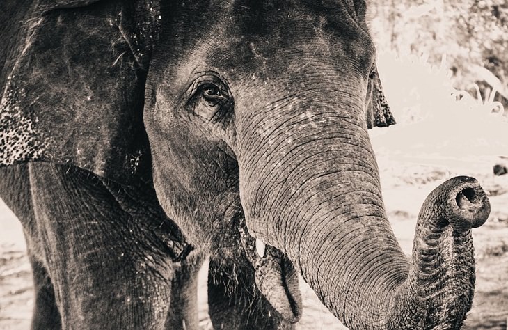 7 Sentidos que animais têm elefantes