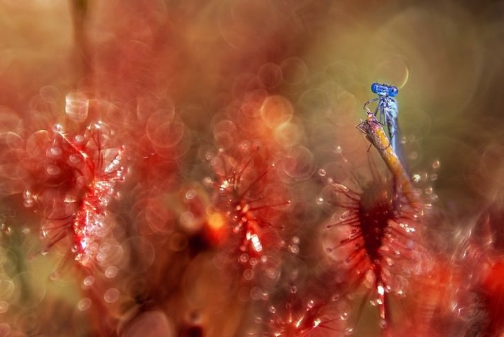 Macrofotografia da natureza  libélula azul