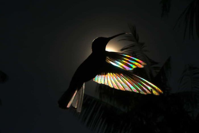 Asas do beija-flor efeito prisma