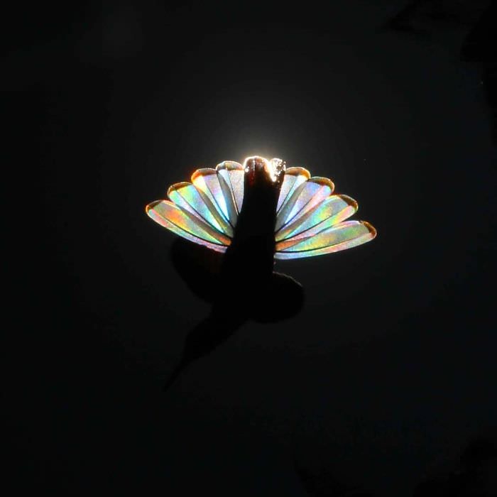 Asas do beija-flor cauda prismática