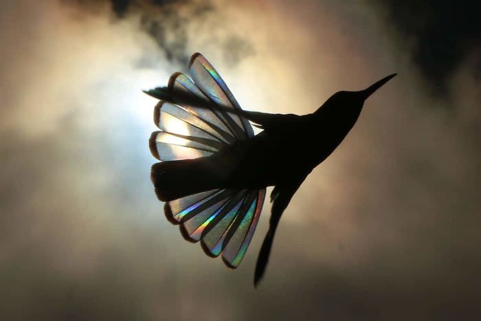 Asas do beija-flor prisma e transparência