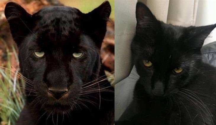 Panteras e gatos pretos
