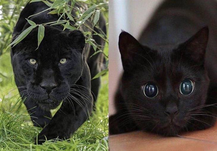 Panteras e gatos pretos
