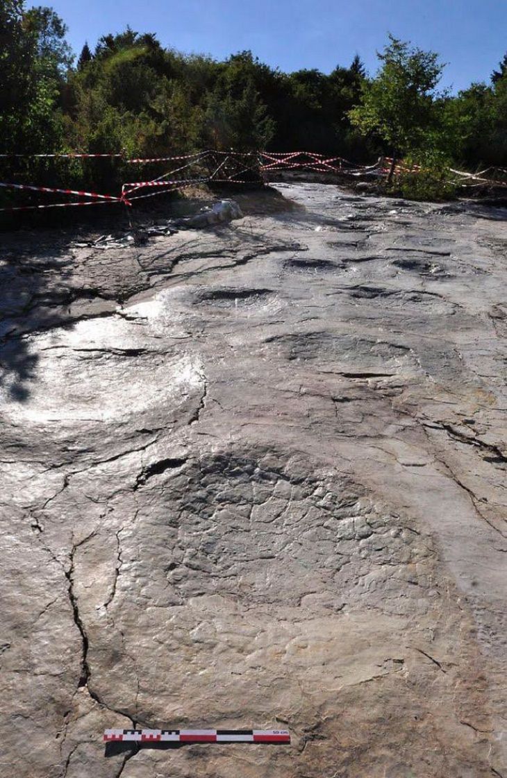 Rare Pictures dinosaur footprints