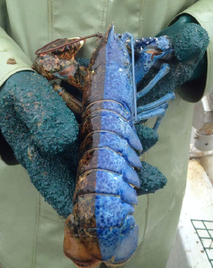 Rare Pictures Split Lobster"