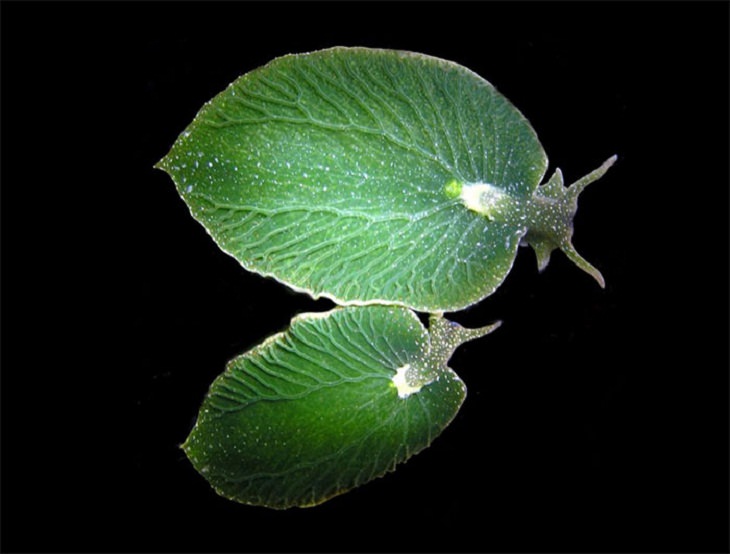 Rare Pictures solar-powered sea slug