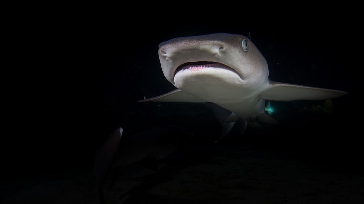 Fatos fascinantes sobre tubarões