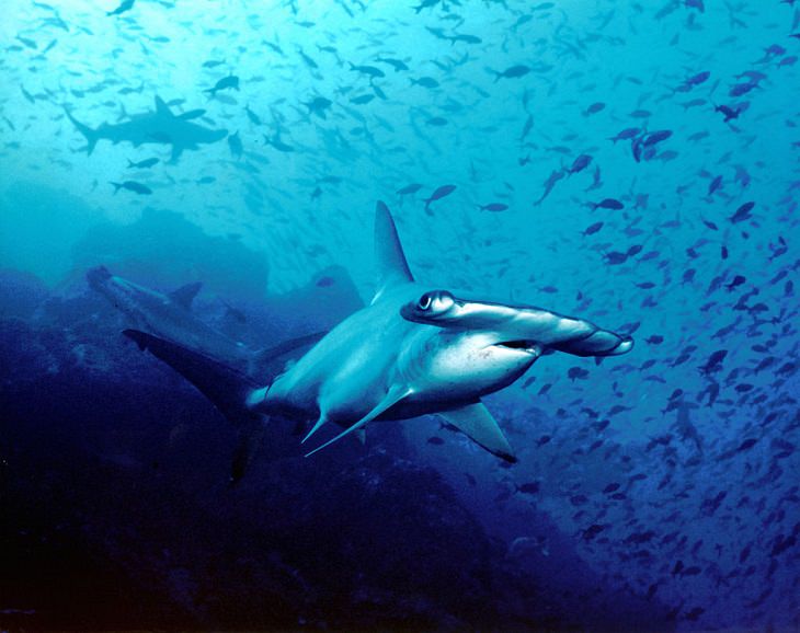 Fatos fascinantes sobre tubarões