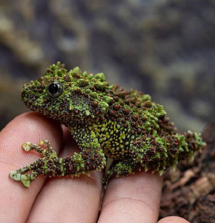 Rare Thing, Vietnamese mossy frog