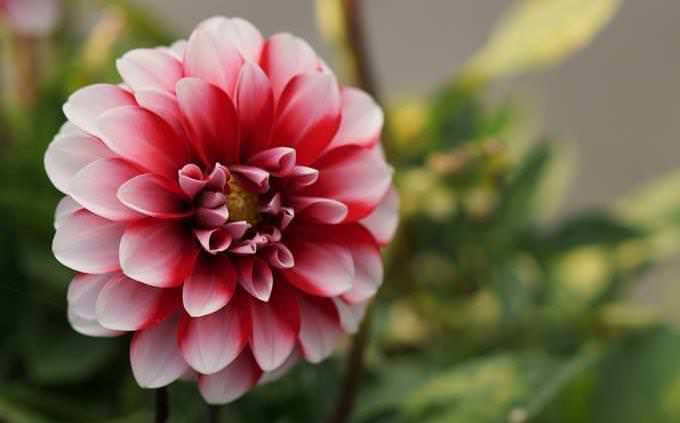 A beautiful symmetrical flower