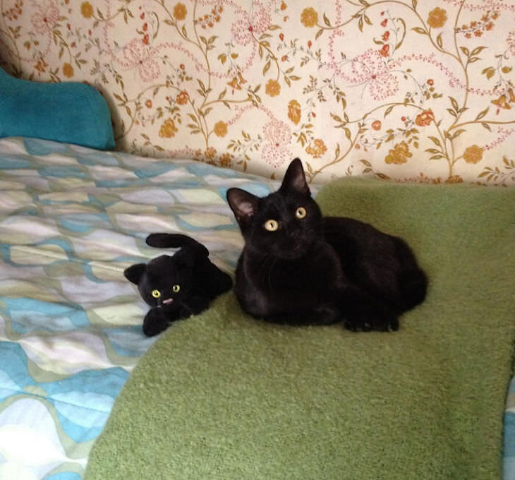Heart Melting Photos of Pets & Their Favorite Toys, black cat with matching toy