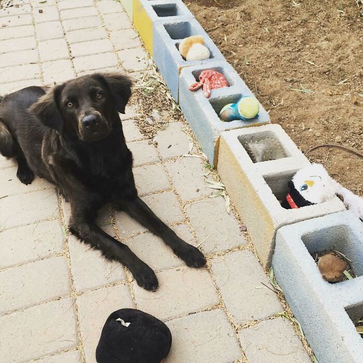 Heart Melting Photos of Pets & Their Favorite Toys, dog filing toys